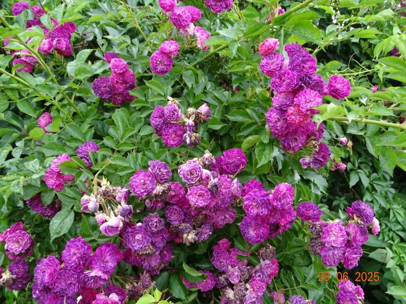  - Trandafiri 2025 3