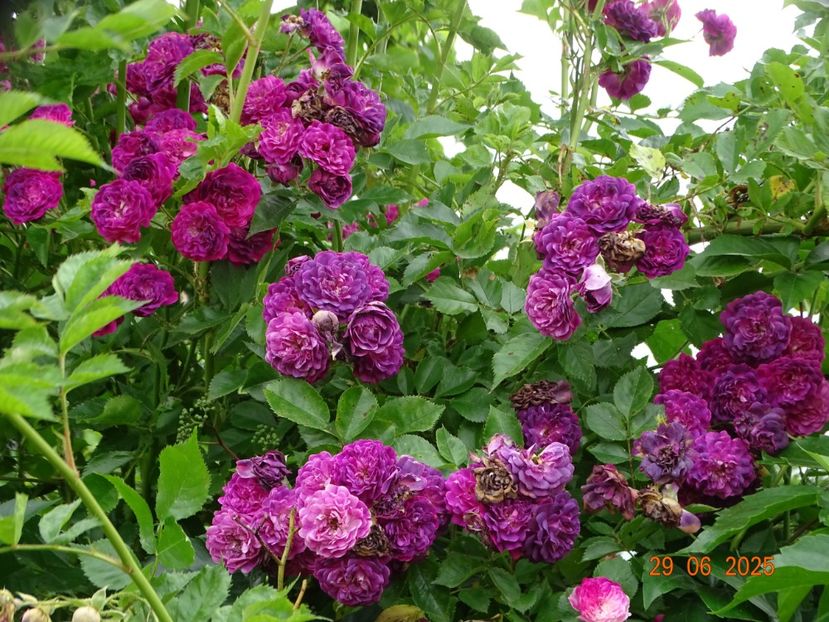  - Trandafiri 2025 3