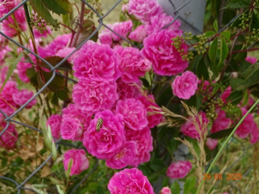  - Trandafiri 2025 3