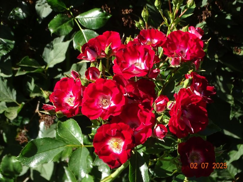  - Trandafiri 2025 3