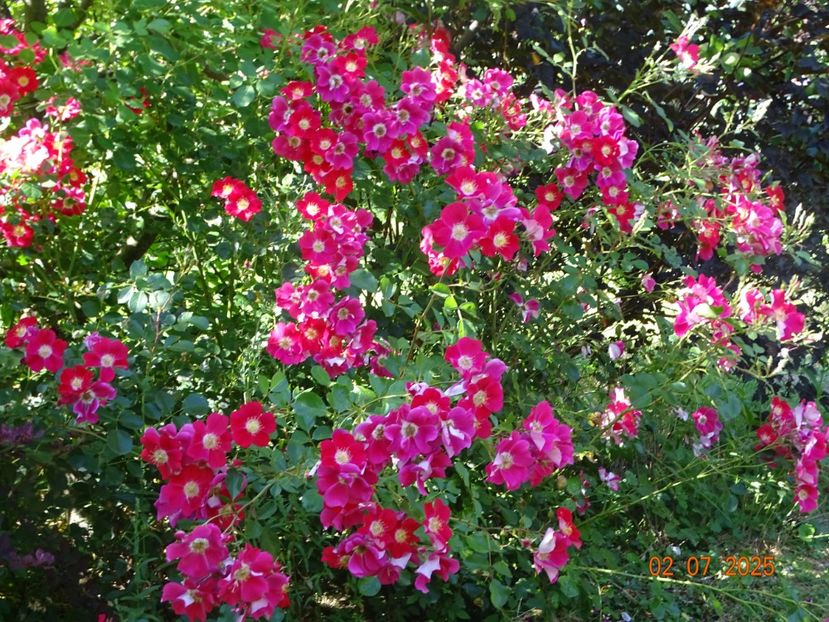  - Trandafiri 2025 3