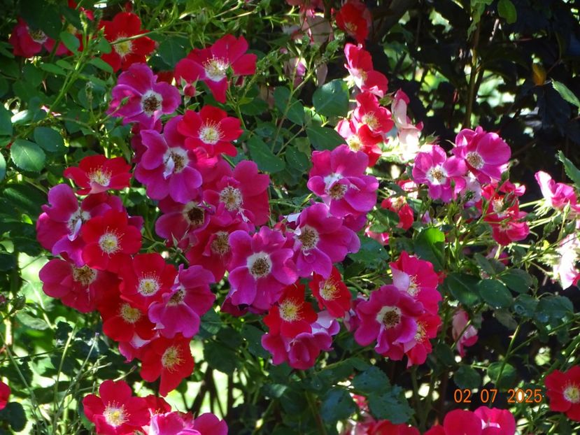  - Trandafiri 2025 3