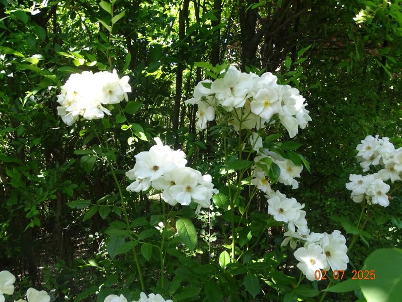  - Trandafiri 2025 3