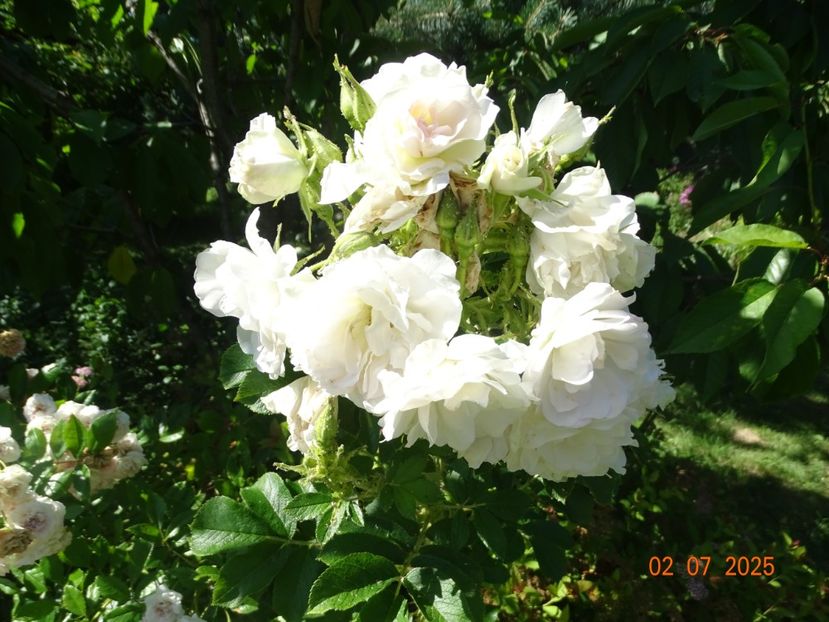  - Trandafiri 2025 3