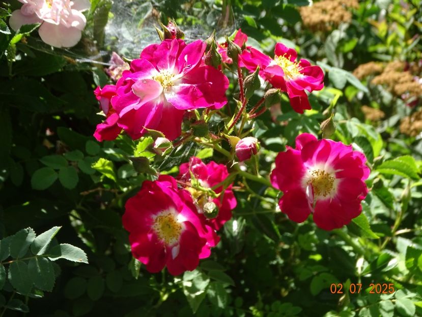  - Trandafiri 2025 3