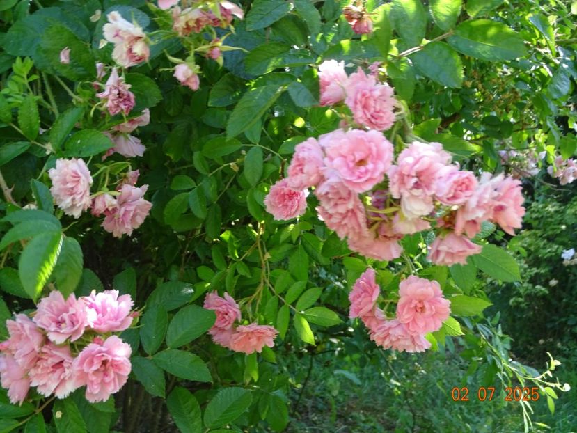  - Trandafiri 2025 3