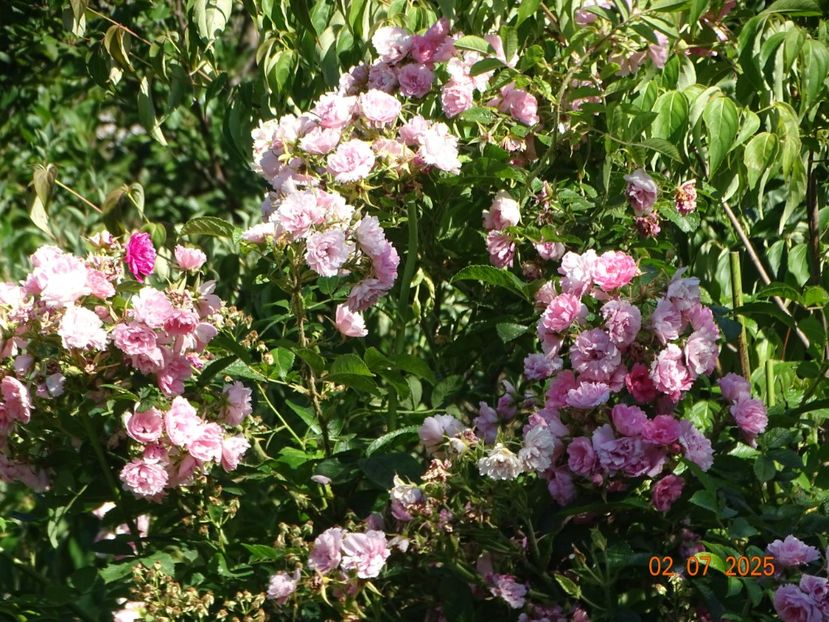  - Trandafiri 2025 3