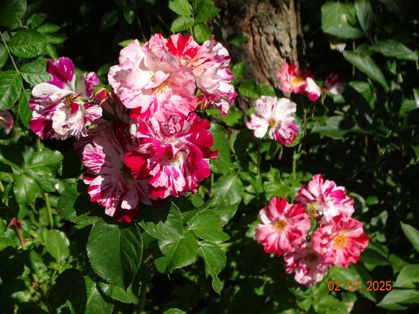  - Trandafiri 2025 3