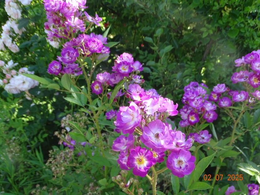  - Trandafiri 2025 3