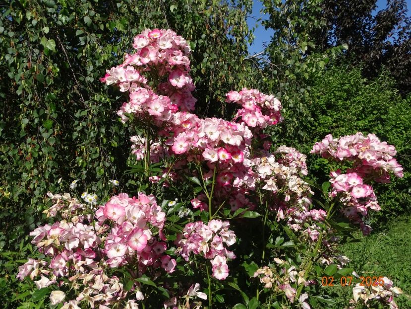  - Trandafiri 2025 3