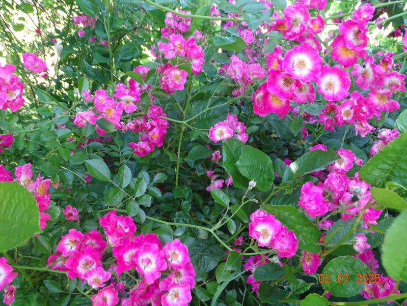  - Trandafiri 2025 3