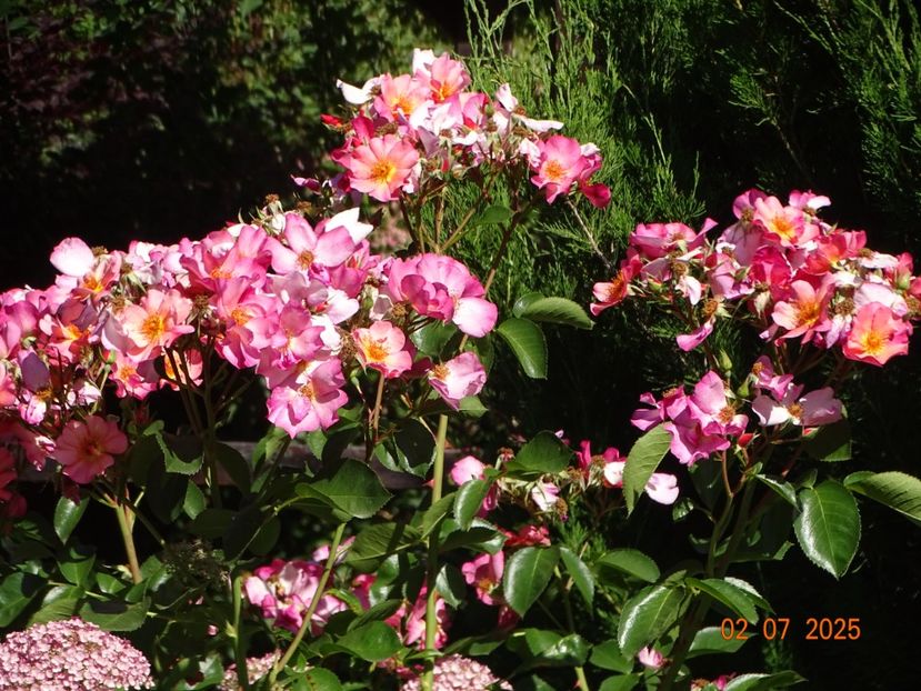  - Trandafiri 2025 3
