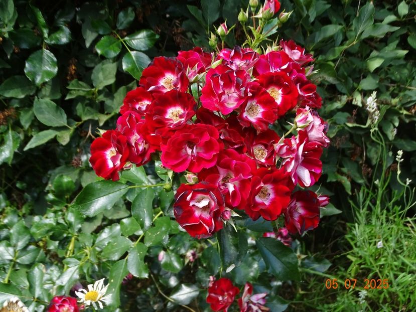  - Trandafiri 2025 3