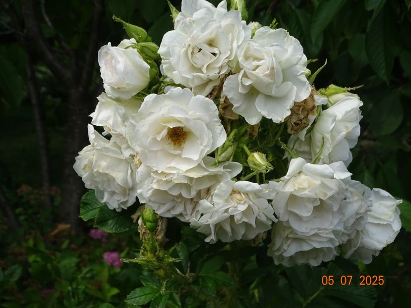  - Trandafiri 2025 3