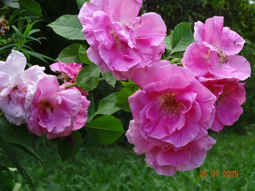 - Trandafiri 2025 3