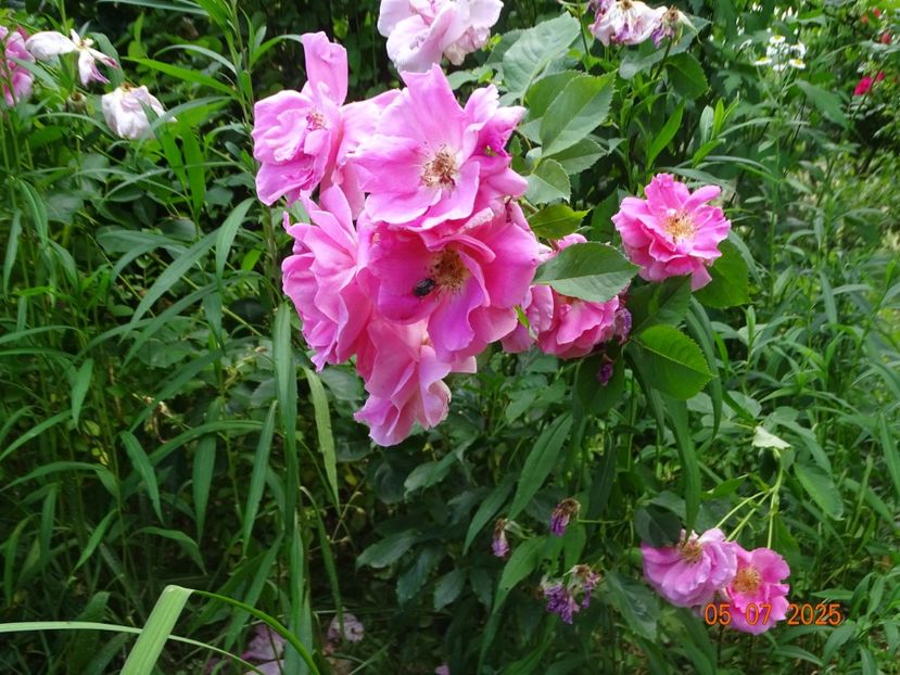  - Trandafiri 2025 3