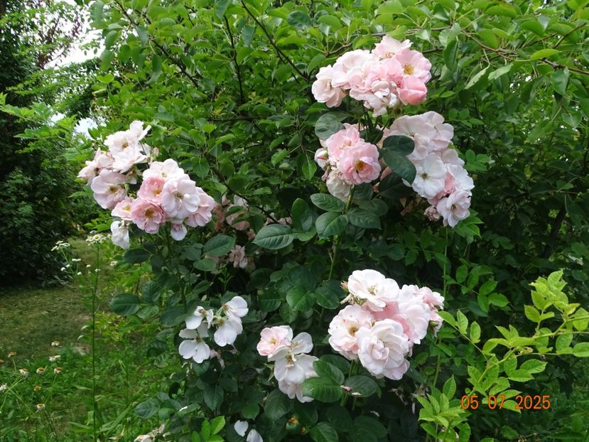  - Trandafiri 2025 3