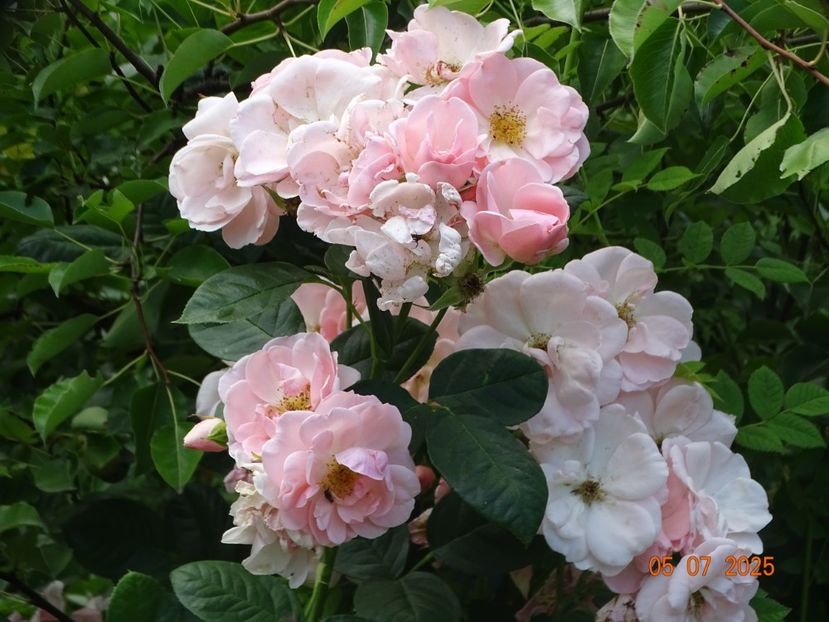 - Trandafiri 2025 3
