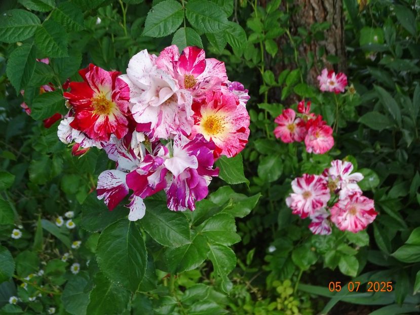  - Trandafiri 2025 3