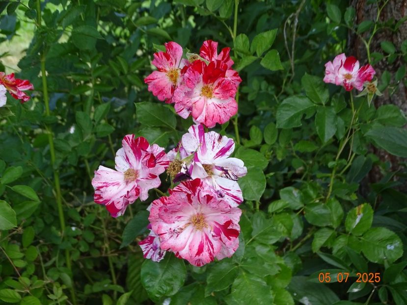  - Trandafiri 2025 3