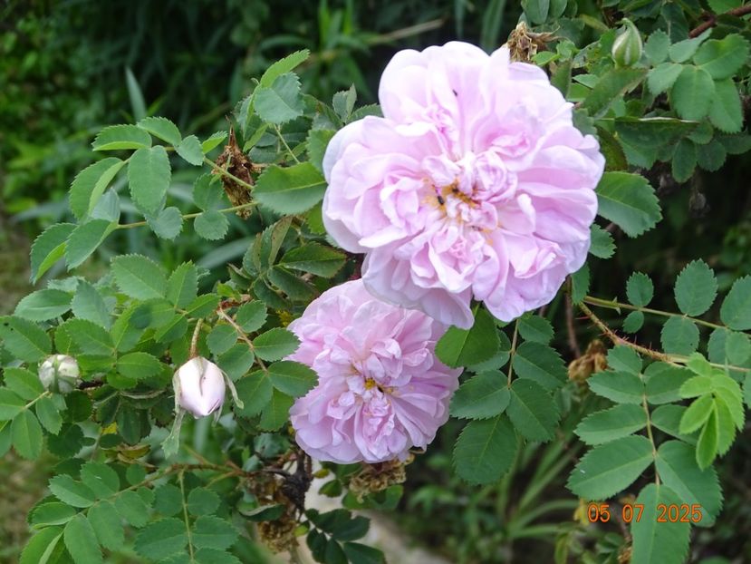  - Trandafiri 2025 3