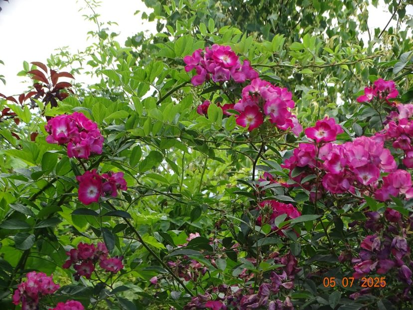  - Trandafiri 2025 3