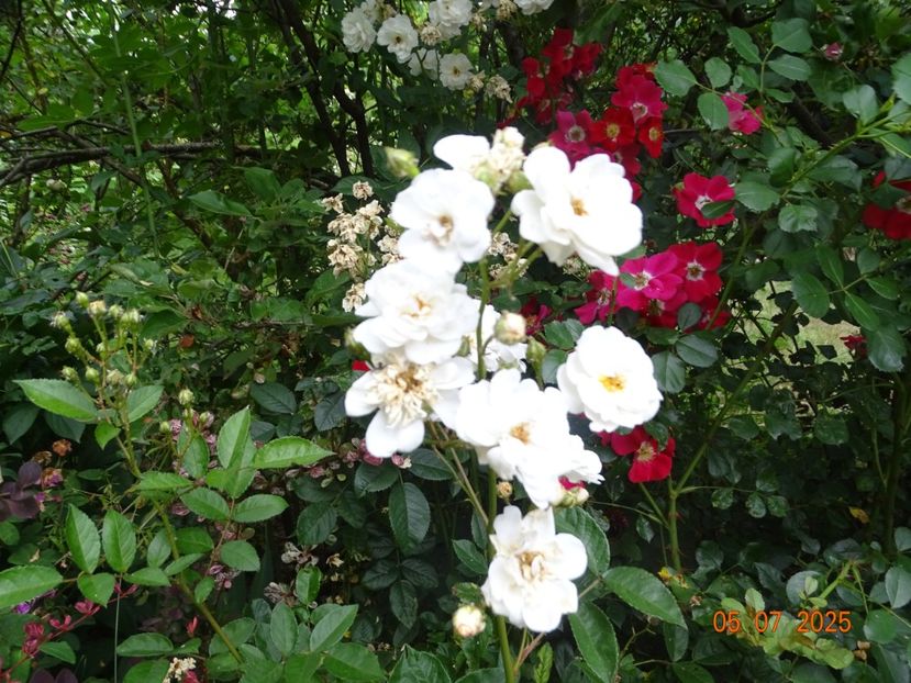  - Trandafiri 2025 3