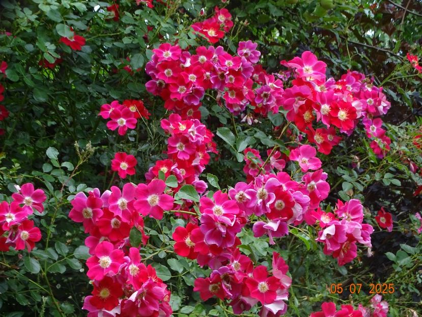  - Trandafiri 2025 3