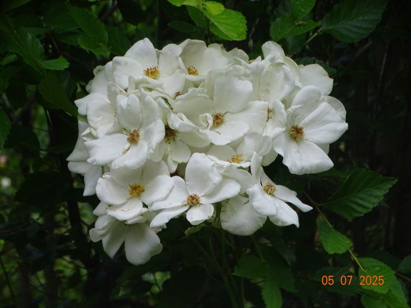  - Trandafiri 2025 3