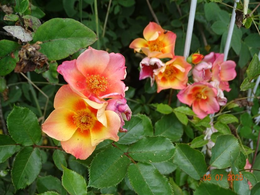  - Trandafiri 2025 3
