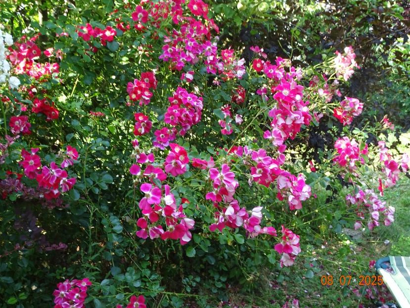  - Trandafiri 2025 3
