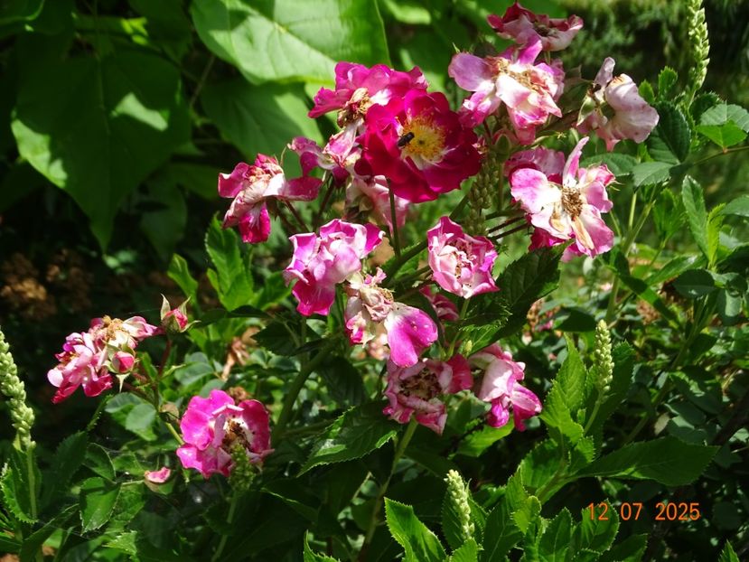  - Trandafiri 2025 3