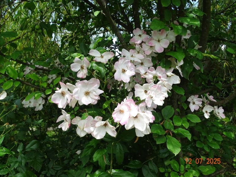  - Trandafiri 2025 3