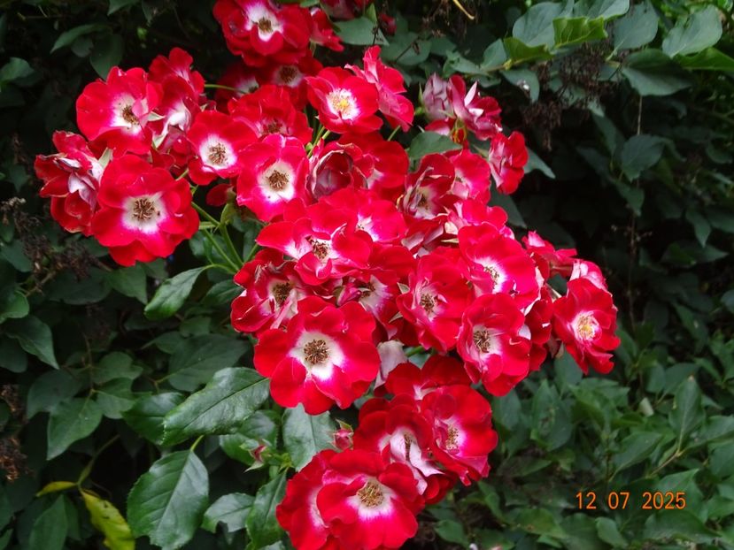  - Trandafiri 2025 3