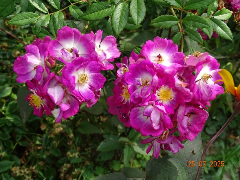  - Trandafiri 2025 3
