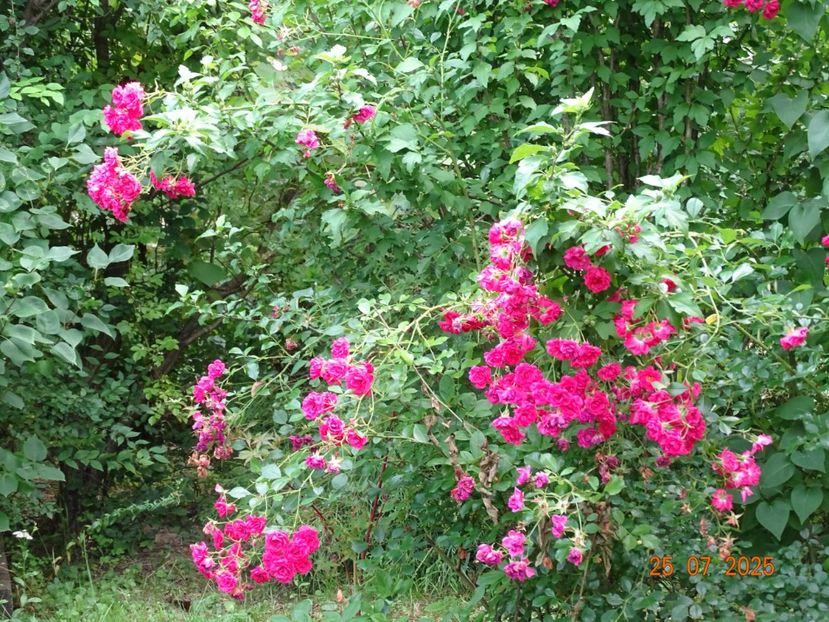  - Trandafiri 2025 3
