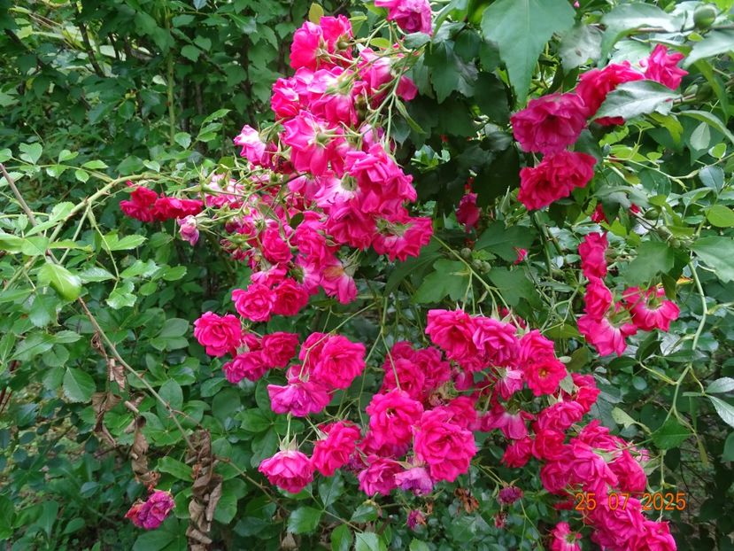  - Trandafiri 2025 3