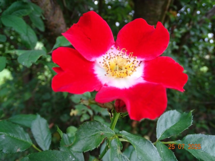  - Trandafiri 2025 3