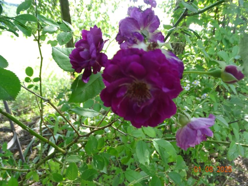 - Trandafiri 2025 3