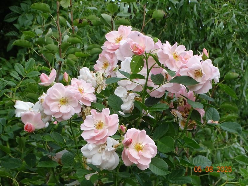  - Trandafiri 2025 3