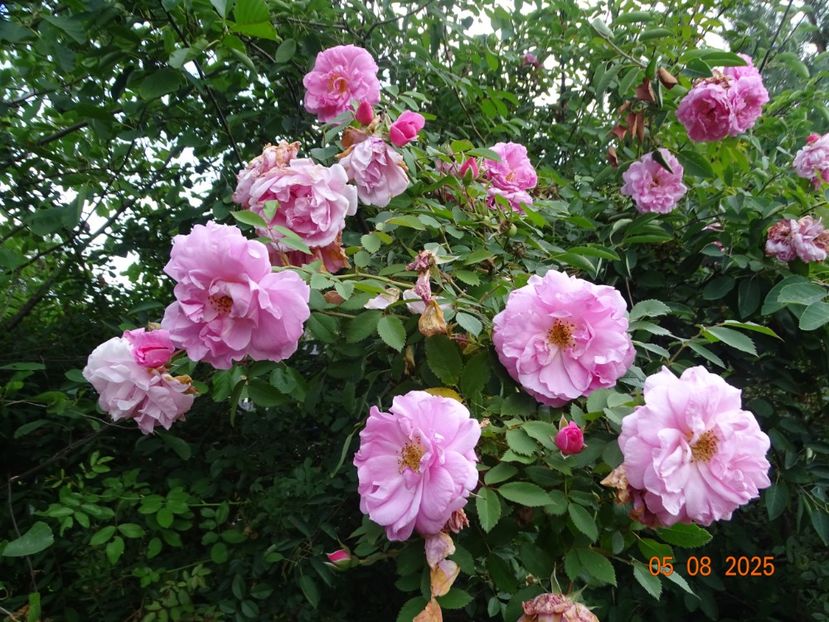  - Trandafiri 2025 3