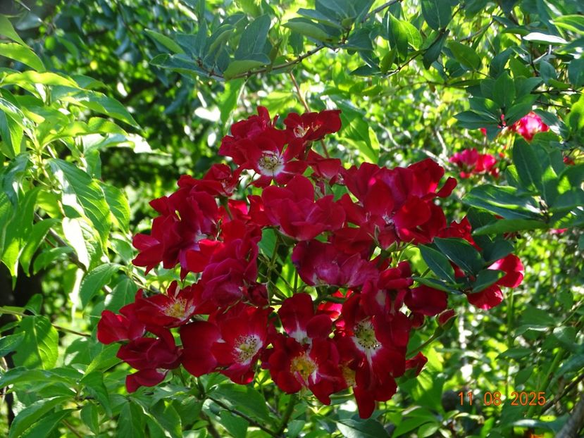  - Trandafiri 2025 3