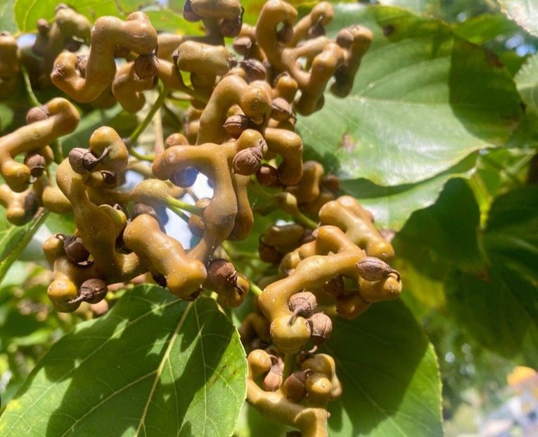  - YW pomul de stafide HOVENIA DULCIS