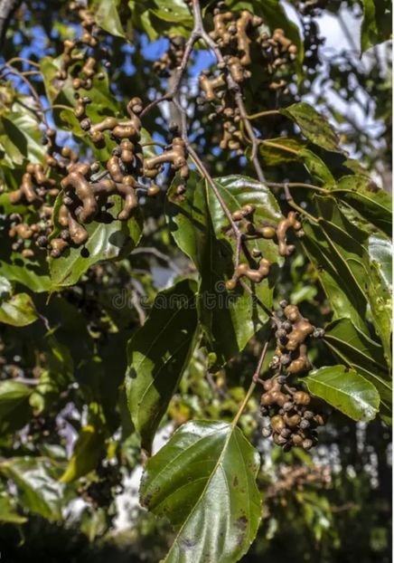  - YW pomul de stafide HOVENIA DULCIS