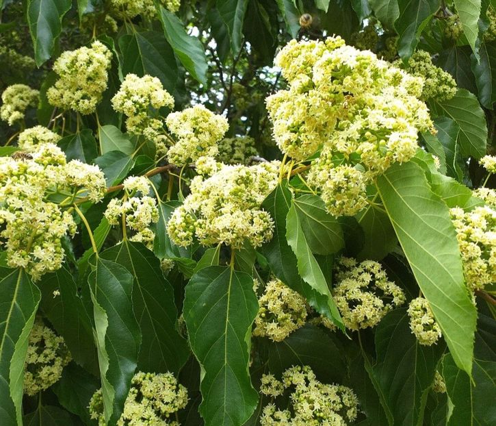  - YW pomul de stafide HOVENIA DULCIS