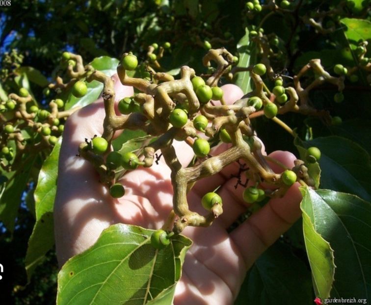  - YW pomul de stafide HOVENIA DULCIS