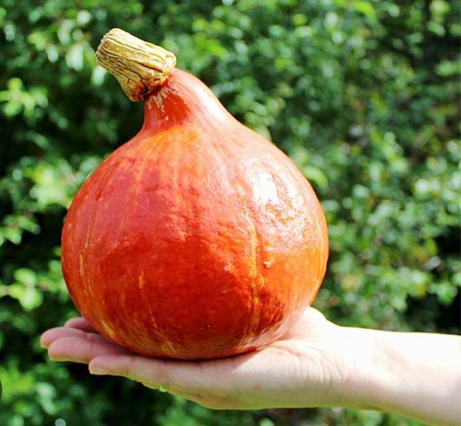  - YW DOVLECEL POTIMARON HOKAIDO