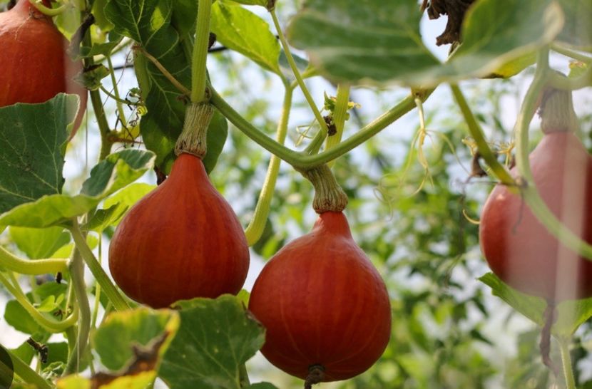  - YW DOVLECEL POTIMARON HOKAIDO