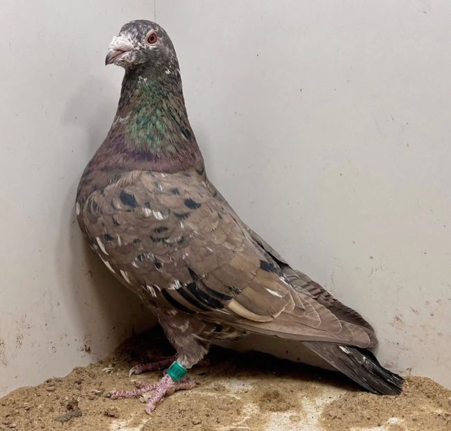  - Nu îmi aparțin 11