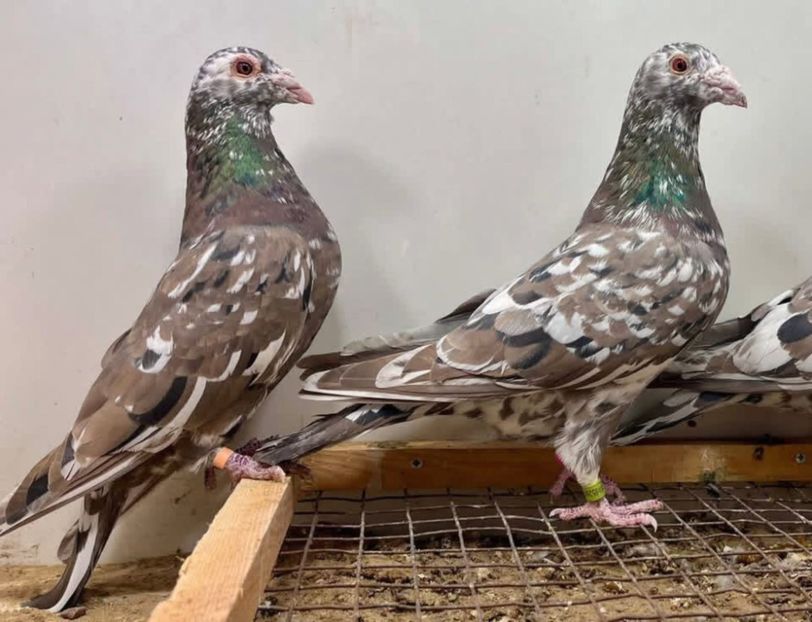  - Nu îmi aparțin 11